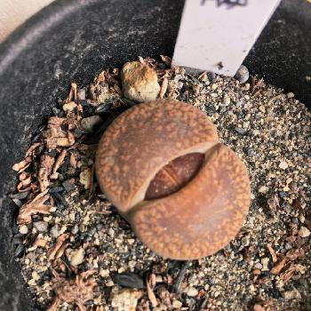 Photo by はるなさん