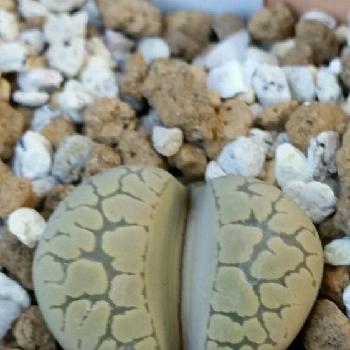 Photo by しょーたさん