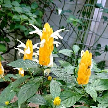 Photo by ムーンベアーさん