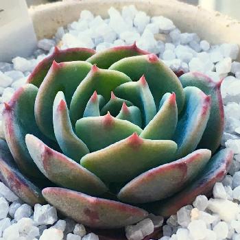 Photo by コチョコチョさん