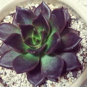 Photo by しのんさん