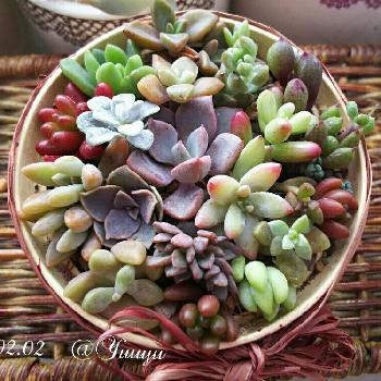 多肉植物の寄せ植えを通販で購入しよう Greensnap グリーンスナップ