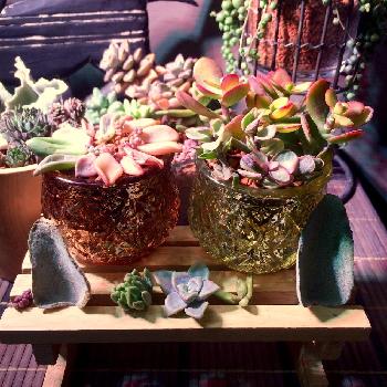 Photo by manimaniさん