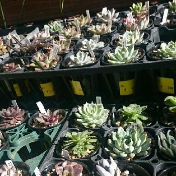 Photo by シャムsunsさん