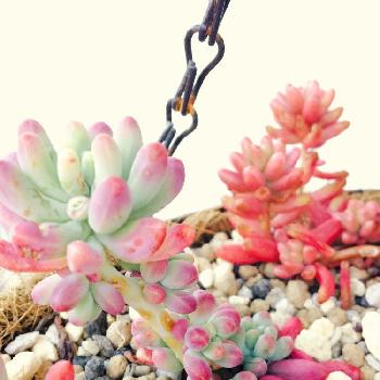 Photo by junoharuさん