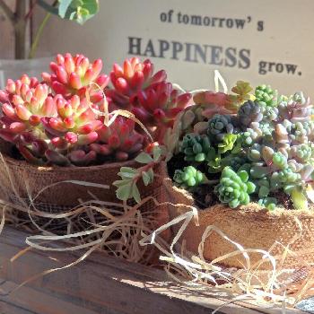 Photo by carpccoさん