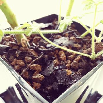 Photo by honeybeeさん