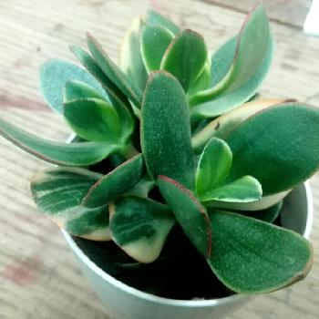 Photo by tamaちゃんさん