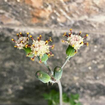 お問い合わせ中です　多肉植物　七宝樹　2個　抜き苗 お問い合わせ中です 多肉植物 七宝樹 2個 抜き苗