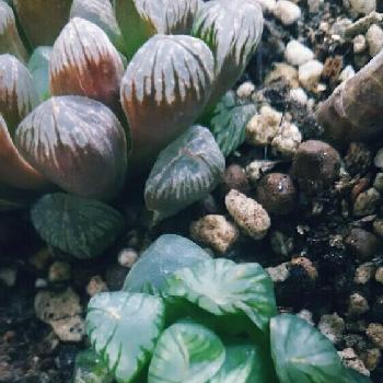 Photo by ゆんてぃさん