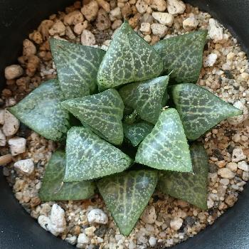 Photo by ツピたんさん