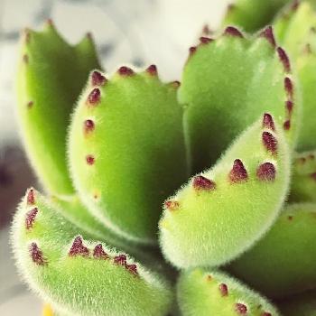 Photo by ちびさん