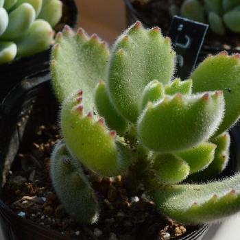 Photo by しゃけさん