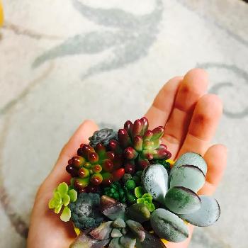 カット苗を使った多肉植物の育て方｜🍀GreenSnap（グリーンスナップ）