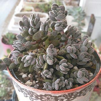 多肉植物の冬越しってどうすればいいの 寒さ対策と注意点 Greensnap グリーンスナップ