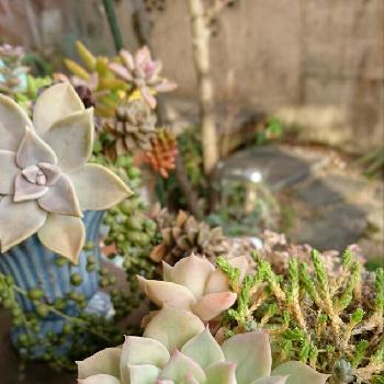 Photo by i-mutsumiさん@GreenSnap