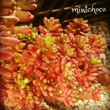 Photo by mintchocoさん