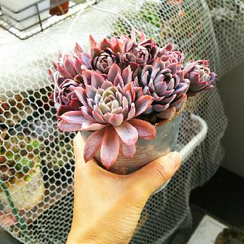 Photo by yuki_garden さん