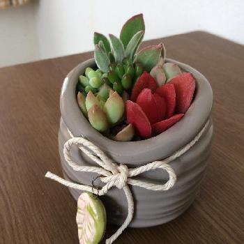 Photo by ラテラテさん