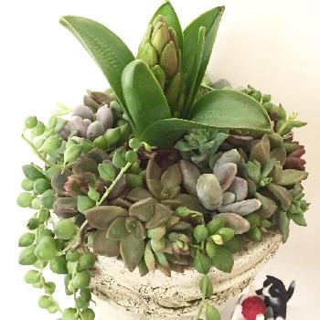 Photo by planteさん