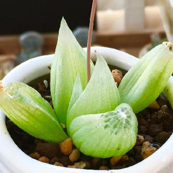 Photo by コチョコチョさん