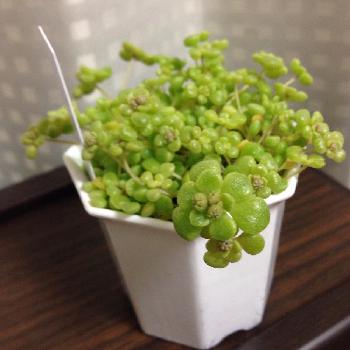 Photo by いっちーさん