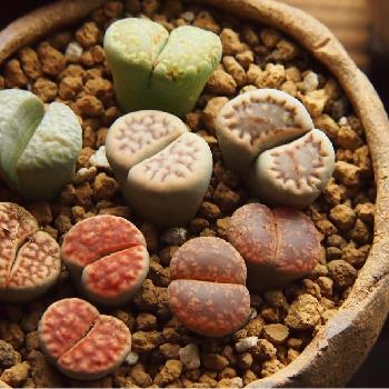 Photo by おはるはるさん