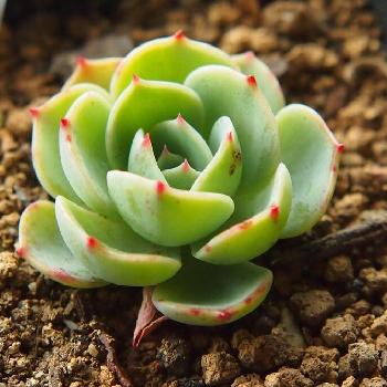 多肉植物のエケベリアの種類について紹介します！｜🍀GreenSnap