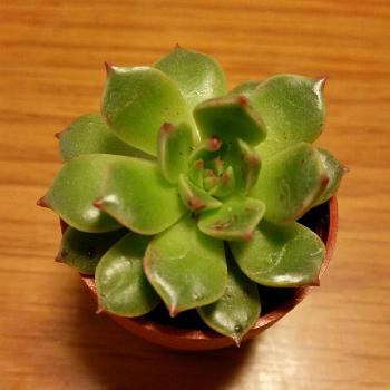 Photo by りんさん