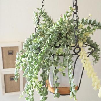 Photo by tsukikoさん