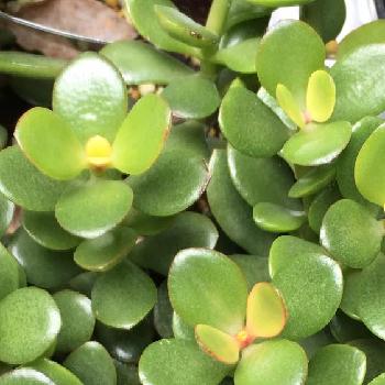 Photo by 花が好きさん