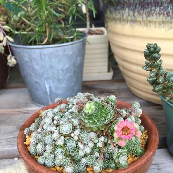 意外と知らない？多肉植物生育におすすめな鉢の種類｜🍀GreenSnap