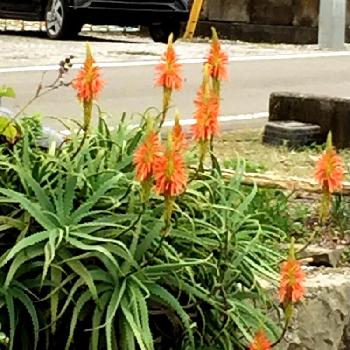 Photo by ★a.k★さん