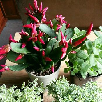 多肉植物 イースターカクタス オレンジ 鳩座 夏にオレンジ色の花を咲かせる多肉植物の種類をご紹介