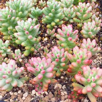 Photo by antique♡さん