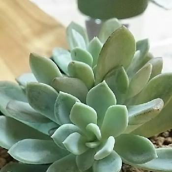 Photo by そばちょこさん