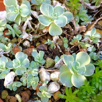 Photo by コチョコチョさん