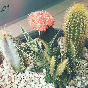 Photo by ヤスのオッサンさん