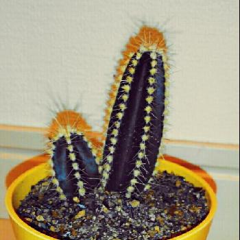 Photo by うにさん