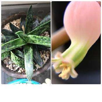 Photo by megumiさん