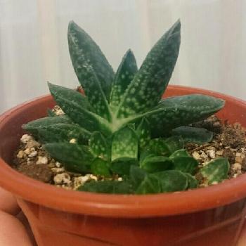 Photo by sword.tyさん