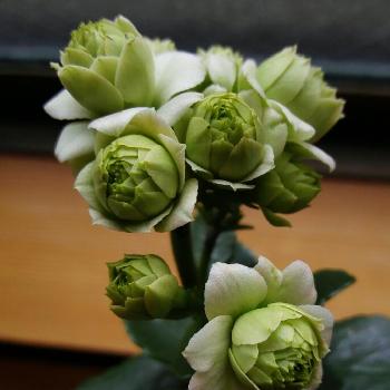 Photo by エポックさん