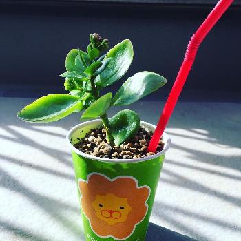 Photo by ジジさん