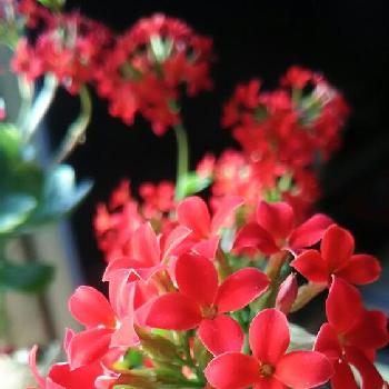 Photo by しのんさん