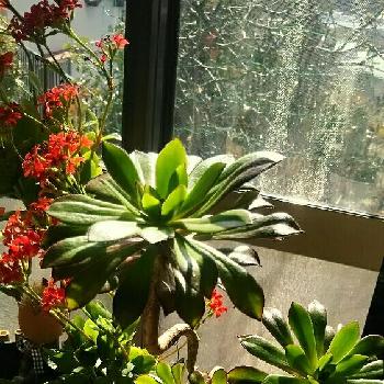 Photo by しのんさん