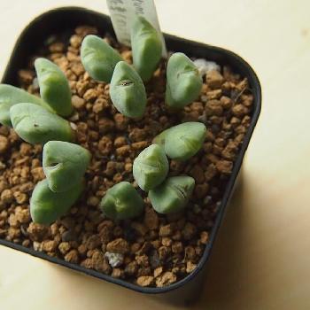 Photo by おはるはるさん