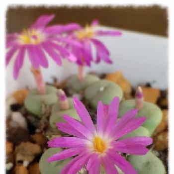 Photo by missyuさん