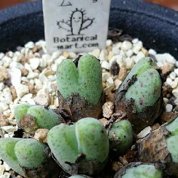 Photo by しょーたさん