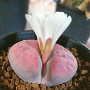 Photo by コルディアさん