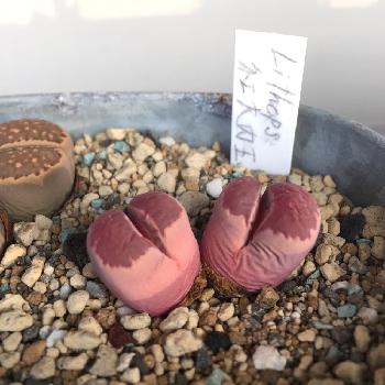 Photo by ふぁーさん